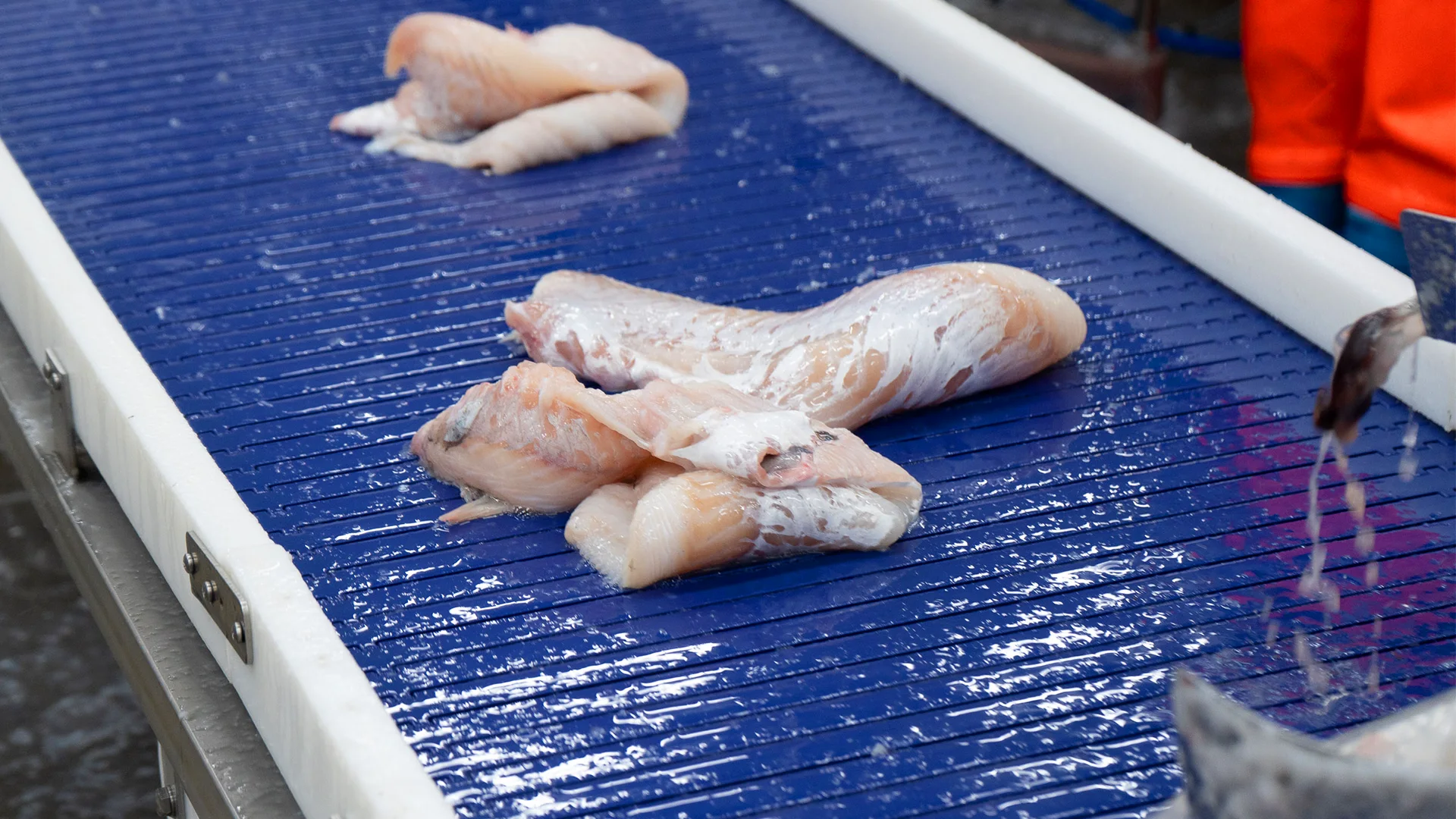 Seafood processor boosts hygiene and efficiency with Habasit belting
