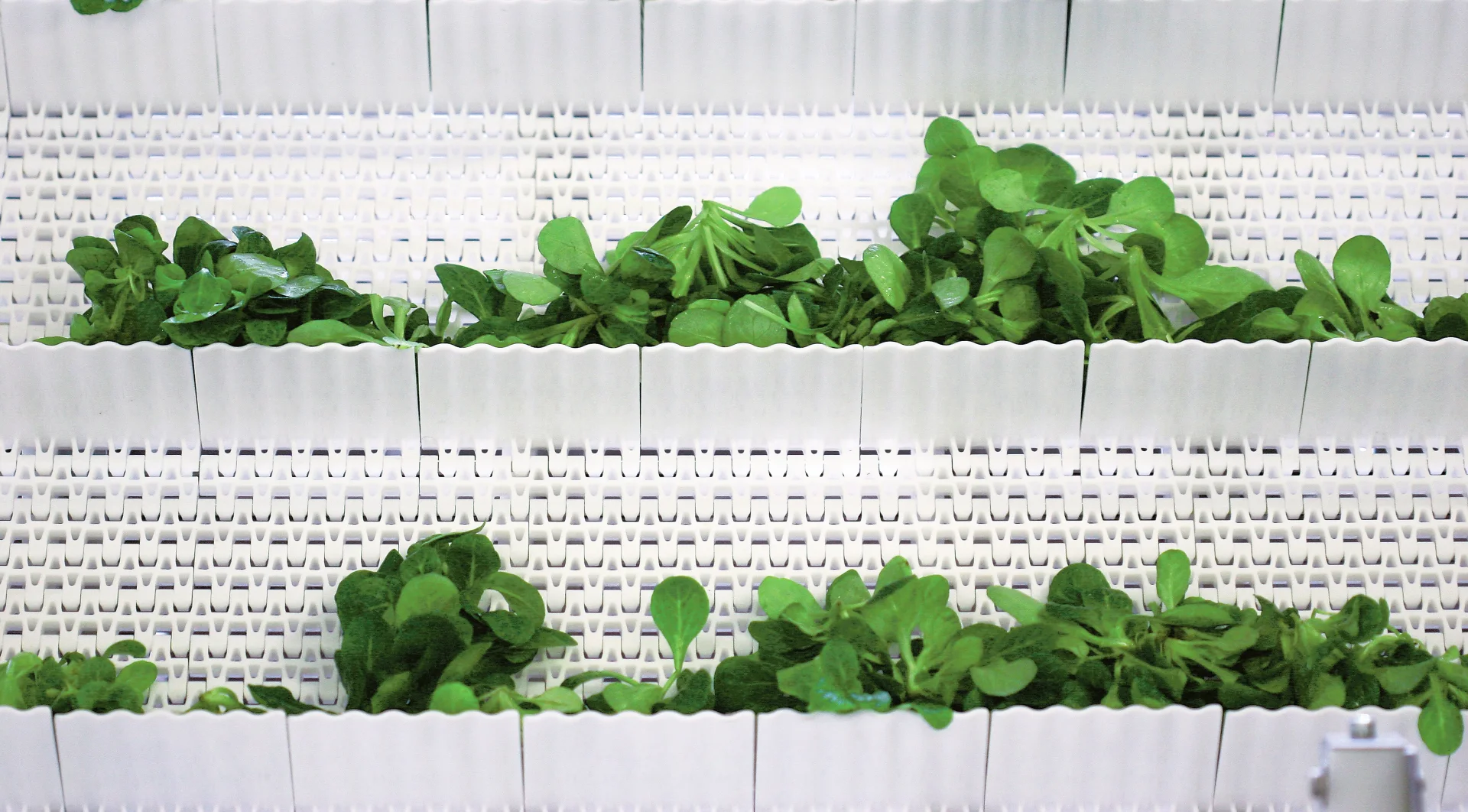 Plastic modular belts